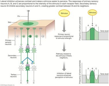 Lateral inhibition in sensory pathways
