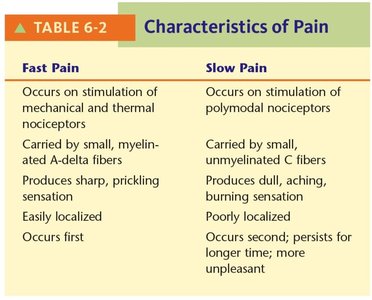 Table: Characteristics of fast and slow pain