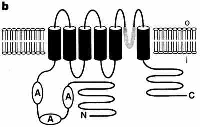 Capsaicin receptor structure