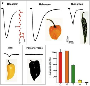 Capsaicin response to different peppers