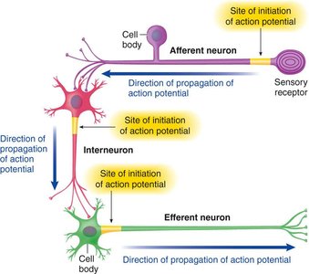 Neuronal pathway: afferent, interneuron, efferent