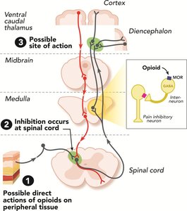 Opioid modulation of pain pathways