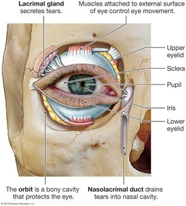 Sagittal section of the eye