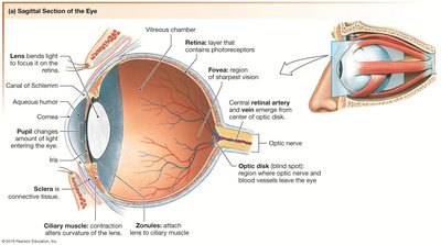 Chambers of the eye