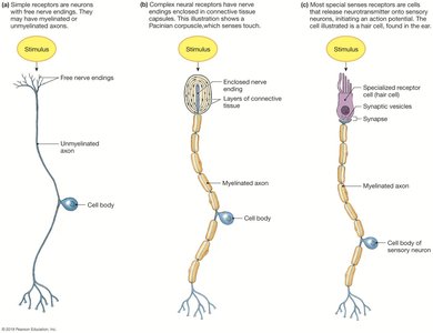 Types of sensory receptors and their structures