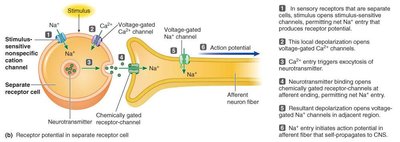Signal transduction in sensory receptors