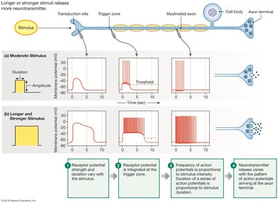 Relationship between stimulus strength and action potential frequency