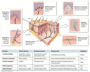Types of touch receptors in the skin