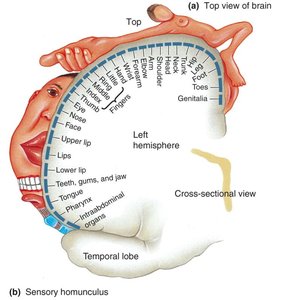 Sensory homunculus in the brain