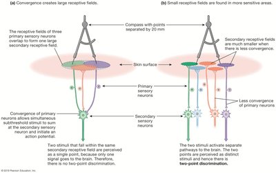 Receptive field size and two-point discrimination