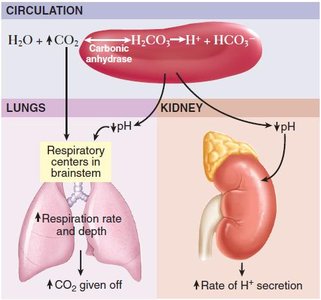 Integration of chemical, respiratory, and urinary pH control mechanisms