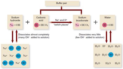 Buffering action of sodium bicarbonate and carbonic acid