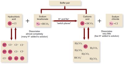 Buffering action of sodium bicarbonate with hydrochloric acid