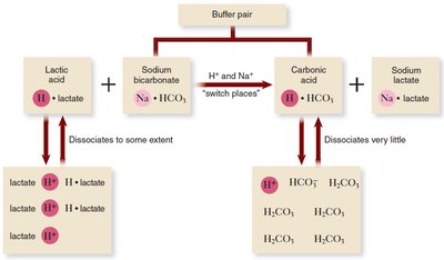 Buffering action of sodium bicarbonate with lactic acid