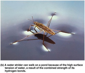 Hydrogen bonding between water molecules