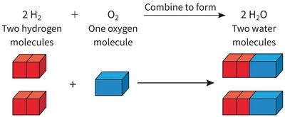 Synthesis reactions: amino acids forming a protein