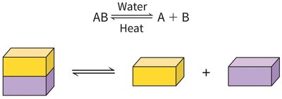 Reversible reactions: schematic representation