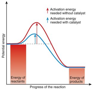 Effect of a catalyst (enzyme) on activation energy