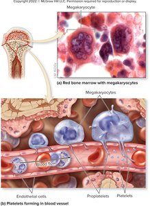 Platelet formation from megakaryocytes