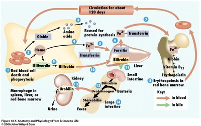 RBC life cycle and destruction