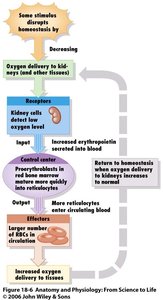 ABO blood group antigens and antibodies