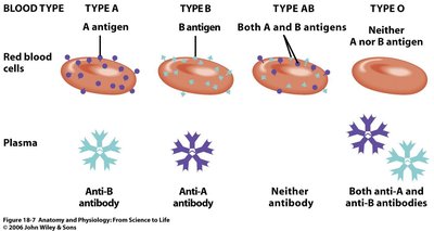 Rh blood types