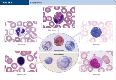 Leukocyte types