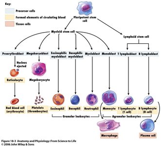 Hematopoiesis diagram