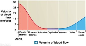 Velocity of blood flow
