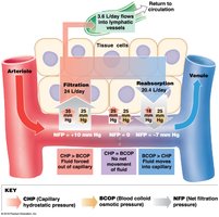 Forces Acting across Capillary Walls
