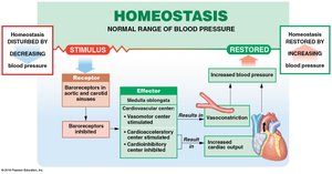 Baroreceptor Reflexes of the Carotid and Aortic Sinuses (Part 2 of 2)