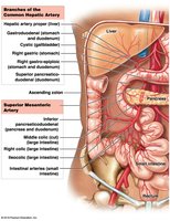Arteries Supplying the Abdominopelvic Organs