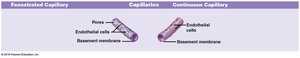 Diagrammatic views of fenestrated and continuous capillaries