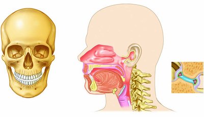Oral, nasal, orbital, middle ear, and synovial cavities