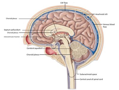 CSF flow through the brain and spinal cord