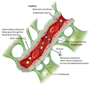 Structure of the blood-brain barrier