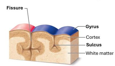 Diagram showing gyrus, sulcus, fissure, and cortex