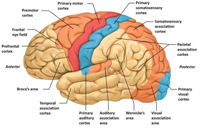Lateral view of the brain showing functional areas of the cortex