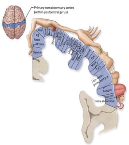Sensory homunculus in the postcentral gyrus