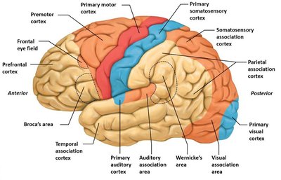 Language areas and arcuate fasciculus