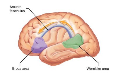 Prefrontal cortex highlighted in the brain