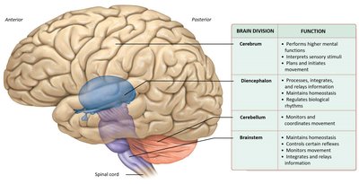 Lateral view of the brain showing major divisions and their functions