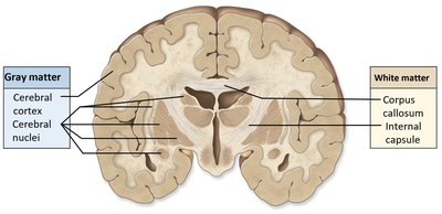Coronal section of the brain showing gray and white matter distribution