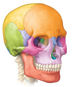 Lateral view of the skull showing cranial bones