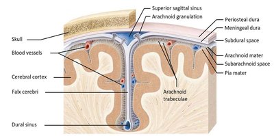 Detailed view of the meninges and dural sinuses