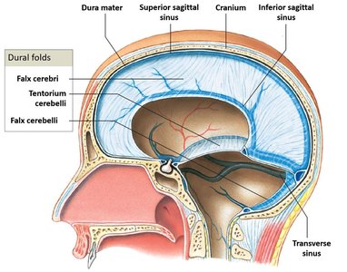 Sagittal section showing dural folds and sinuses