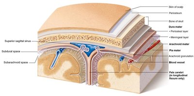 Lateral view of the brain showing the ventricular system