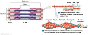Thin filament structure with actin, tropomyosin, and troponin