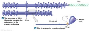 Thick filament structure with myosin molecules
