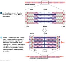 Changes in sarcomere appearance during contraction